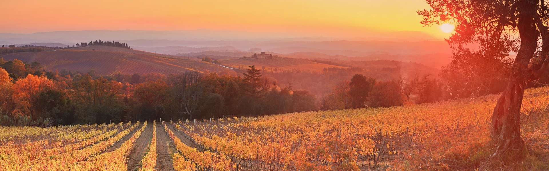 Sunset-dusk-vineyard-Siena-Tuscany-Italy_3840x1200.jpg