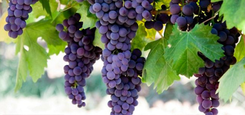 Что такое виноматериал?